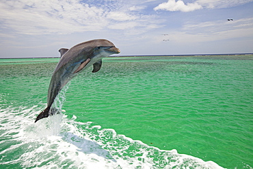 Roatan, Bay Islands, Honduras; A Bottlenose Dolphin (Tursiops Truncatus) Jumping Out Of The Water At Anthony's Key Resort