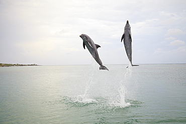 Roatan, Bay Islands, Honduras; Two Bottlenose Dolphins (Tursiops Truncatus) Jumping Out Of The Water At Anthony's Key Resort