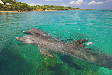 Roatan, Bay Islands, Honduras; A Bottlenose Dolphin (Tursiops Truncatus) Swimming In The Water At Anthony's Key Resort