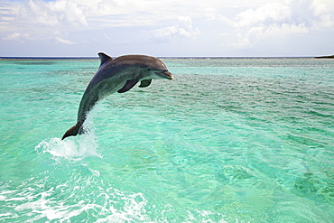 Roatan, Bay Islands, Honduras; A Bottlenose Dolphin (Tursiops Truncatus) Jumping Out Of The Water At Anthony's Key Resort