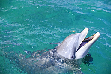 Roatan, Bay Islands, Honduras; A Bottlenose Dolphin (Tursiops Truncatus) In The Water At Anthony's Key Resort