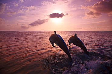 Roatan, Bay Islands, Honduras; Two Bottlenose Dolphins (Tursiops Truncatus) Jumping Out Of The Water At Anthony's Key Resort At Sunset