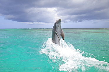 Roatan, Bay Islands, Honduras; A Bottlenose Dolphin (Tursiops Truncatus) Jumping Out Of The Water At Anthony's Key Resort