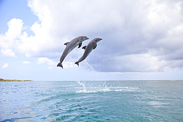 Roatan, Bay Islands, Honduras; Two Bottlenose Dolphins (Tursiops Truncatus) Jumping Out Of The Water At Anthony's Key Resort