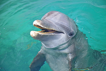 Roatan, Bay Islands, Honduras; A Bottlenose Dolphin (Tursiops Truncatus) In The Water At Anthony's Key Resort