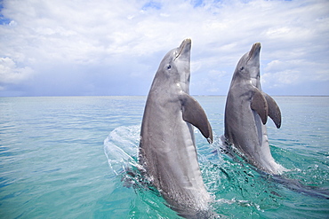 Roatan, Bay Islands, Honduras; Two Bottlenose Dolphins (Tursiops Truncatus) Jumping Out Of The Water At Anthony's Key Resort