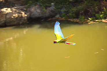 Roatan, Bay Islands, Honduras; Green Macaw (Ara Chloropterus) In Flight In The Forest Preserve