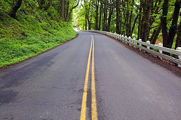 Oregon, United States Of America; Lush Green Foliage And A Fence Along The Road In Columbia River Gorge National Scenic Area