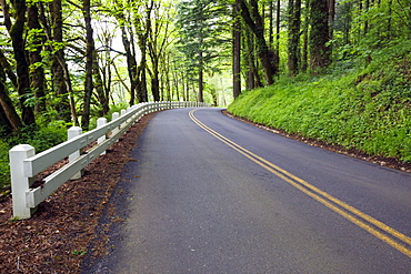 Oregon, United States Of America; Lush Green Foliage And A Fence Along The Road In Columbia River Gorge National Scenic Area