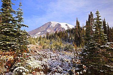 Washington, United States Of America; Fresh Snow Over Autumn Colors And Mount Rainier In Paradise Park In Mt. Rainier National Park