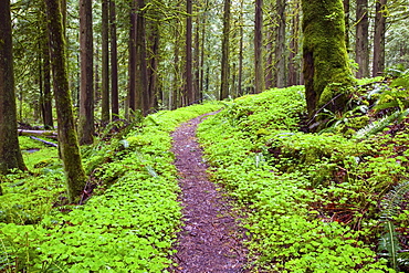 A Trail Going Through Mount Hood National Forest; Oregon, USA