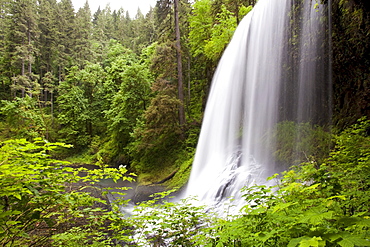 North Middle Falls In Silver Falls State Park; Oregon, USA