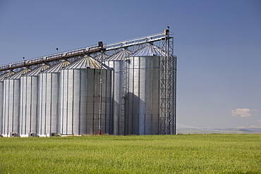 Large Grain Storage Bins On An Unripe Wheat Field; Alberta, Canada