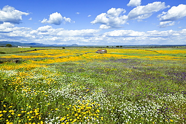 Fields In Springtime Near Guadalupe; Caceres Province, Spain