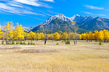 Aspens In A Meadow In Banff National Park; Banff, Alberta, Canada