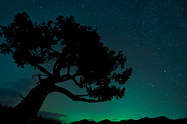 Silhouette Of Tree Against Northern Lights In Jasper National Park; Jasper, Alberta, Canada