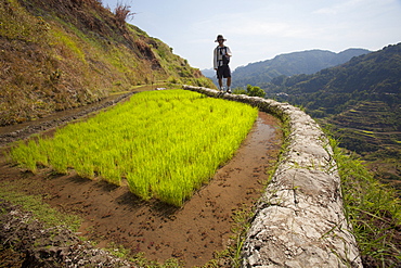 A Tourist Walks Along The Famous Mud-Walled Rice Terraces In The Cordillera Region Near Banaue; North Luzon, Philippines