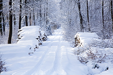 Snowy Lane; Westerwald Rhineland-Palatinate Germany