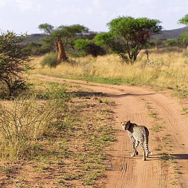Leopard On A Dirt Road, Namibia, Africa