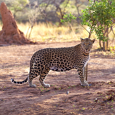 Leopard