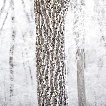 Winnipeg, Manitoba, Canada, A Tree Trunk And It's Branches Covered With Snow