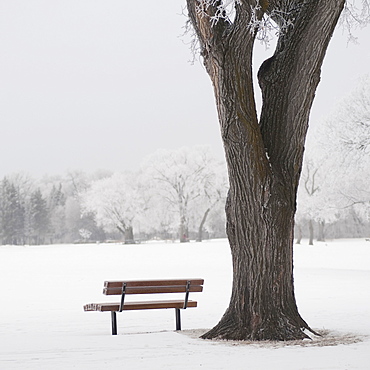 Winnipeg, Manitoba, Canada, A Tree And Park Bench In A Snowy Field In Winter