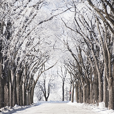 Winnipeg, Manitoba, Canada, A Road And Trees Covered In Snow In Winter