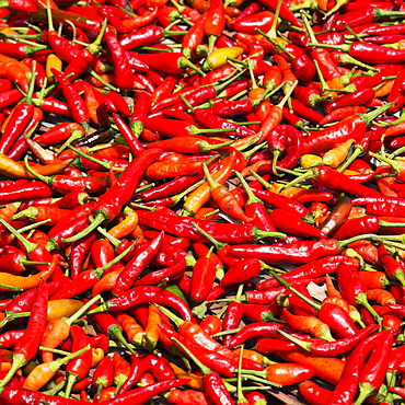 Abundance of red chili peppers