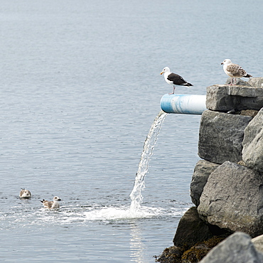 Birds Stand And Swim Around The Water Pouring From A Pipe On The Rock Wall At Norris Point, Newfoundland And Labrador, Canada