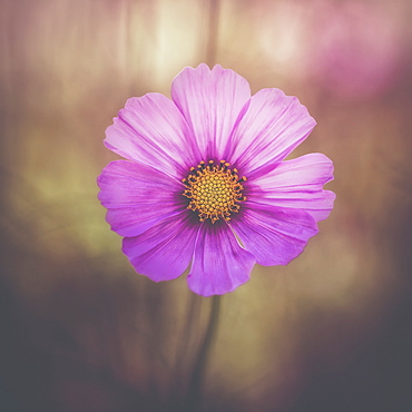 A Delicate Flower In The Jerusalem Botanical Garden, Jerusalem, Israel