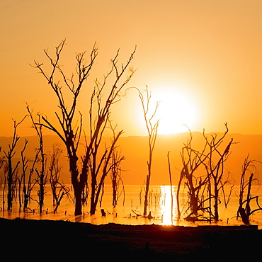 A Line Of Dead Trees In A Lake Silhouetted Against The Rising Sun, Low Hills Beneath An Orange Sky In The Background, Nakuru, Kenya