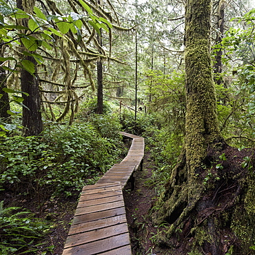 Winding Boardwalk Through Forest, British Columbia, Canada