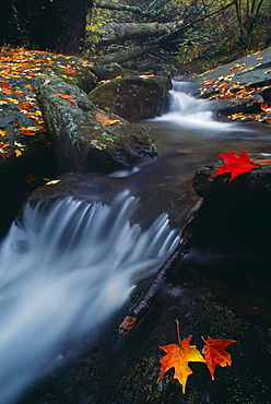 Stream In Shenandoah National Park, Virginia