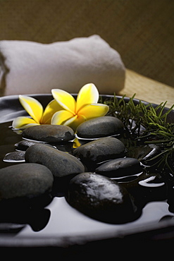 Spa elements, Stones in water in a black bowl with plumeria and rosemary, towel in background.