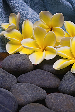 Spa elements, bright yellow plumerias with gray stones and a blue towel.