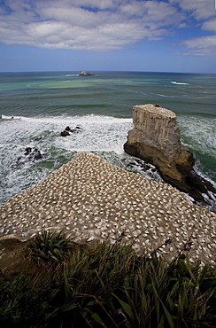 A Gannet Colony, Muriwai Beach, New Zealand