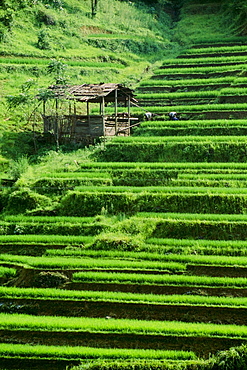 Rice Fields, Longsheng, Guangxi Province, China