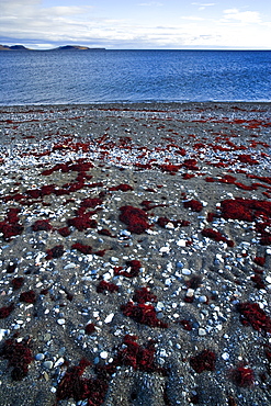 Seashore On The Arctic Ocean