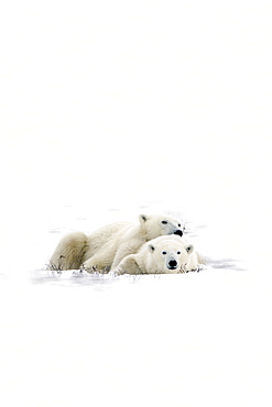 Two Polar Bears Laying Together