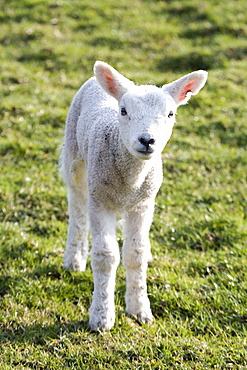 Little Lamb