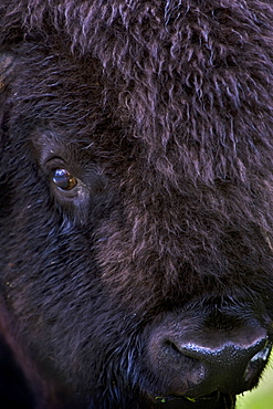 Bison, Close Up