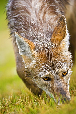 Coyote In Grass