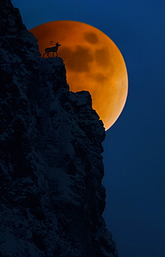 Elk On Cliff With Full Moon Behind