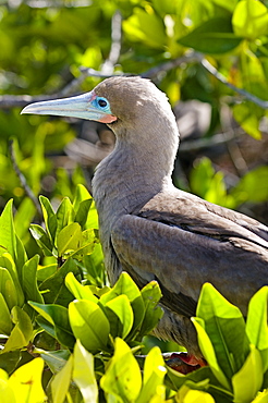 Red-Footed Booby In Leaves