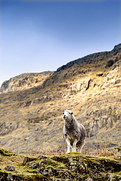 Herdwick Sheep On Cliff, Lake District, England, Europe