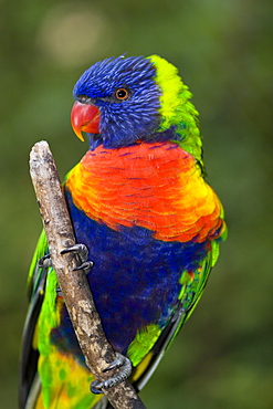 Swainson's Lorikeet