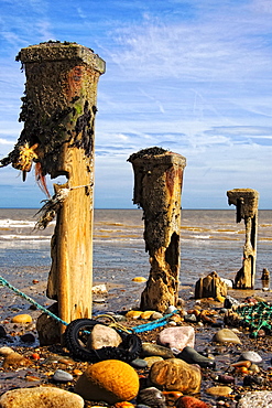 Remnants Of Mooring Posts, Humberside, England