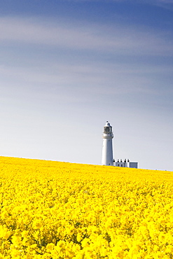 Field Of Yellow Flowers, Lighthouse