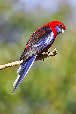 Crimson Rosella, Platycercus Elegans, Australia