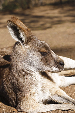 Eastern Grey Kangaroo